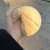 Peanut   Squeeze   Toy